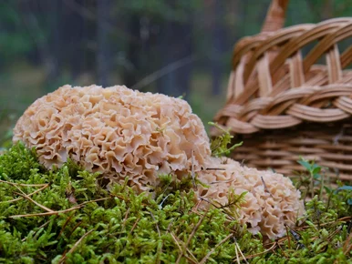 Miniatura: Grzybiarze szukają go pod sosnami. „Leśny...