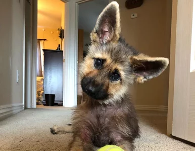 Miniatura: Chociaż jest dorosły, wygląda jak...