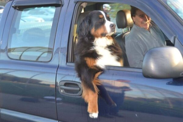 Miniatura: Psy, które uwielbiają podróż samochodem....