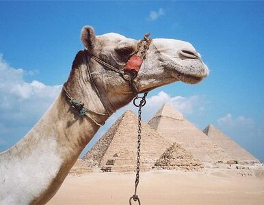 Miniatura: Nie jedź do Egiptu na urlop. MSZ odradza...