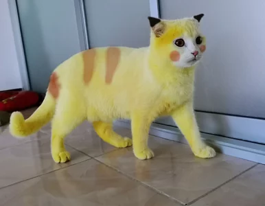 Miniatura: Leczyła kota kurkumą. Przypadkowo...