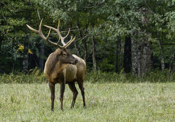 Co z tymi jeleniami? Naukowiec wyjaśnia