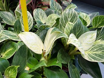 Philodendron &lsquo;Birkin&rsquo; zachwyca kontrastowymi, kremowymi paskami na&nbsp;ciemnozielonych liściach. To&nbsp;jedna z&nbsp;najmodniejszych odmian do&nbsp;nowoczesnych wnętrz