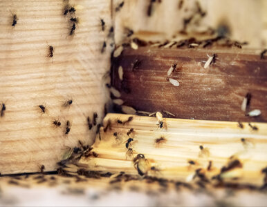 Miniatura: Naturalna pułapka na mrówki. Wystarczą dwa...