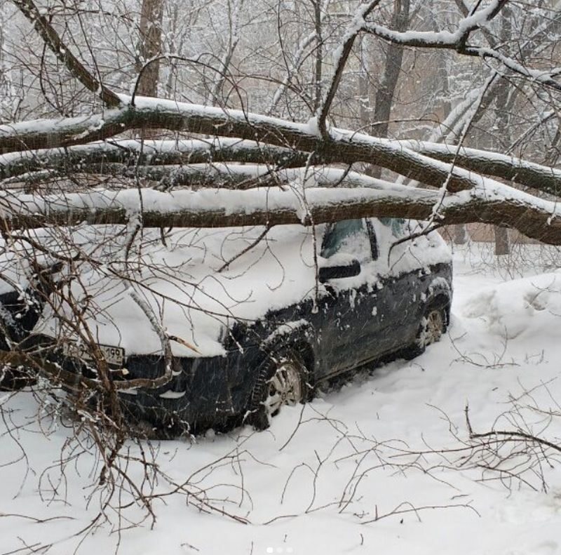 Pod ciężarem śniegu łamały się drzewa 