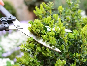 Miniatura: Ciąć już w marcu czy jeszcze poczekać? Ten...