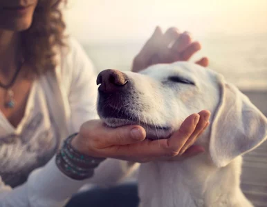 Miniatura: Dziś Dzień Psa. Internauci, a także...