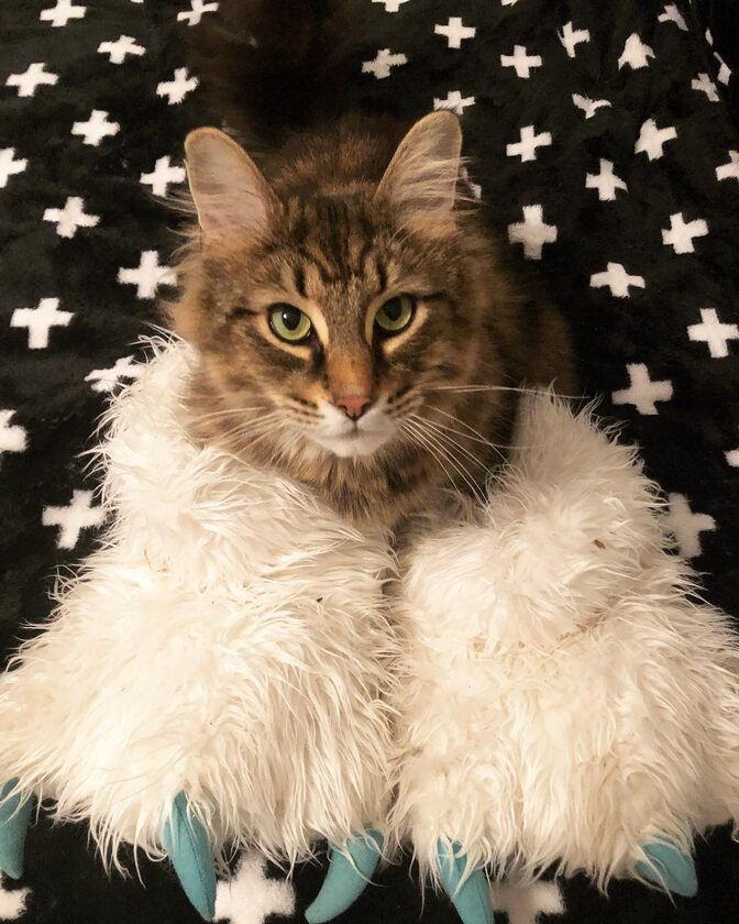 Kot Leo, gwiazda „Smętarza dla zwierzaków” 