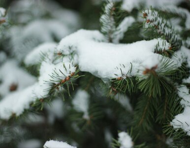 Miniatura: Śnieg i mróz na Boże Narodzenie. Najnowsze...