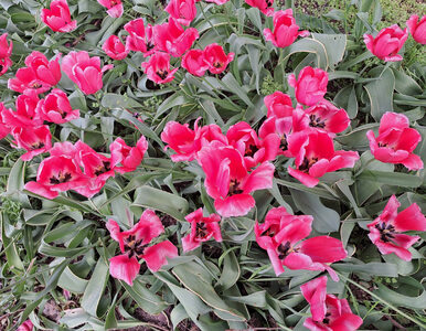 Miniatura: Tego sposobu na przekwitnięte tulipany na...