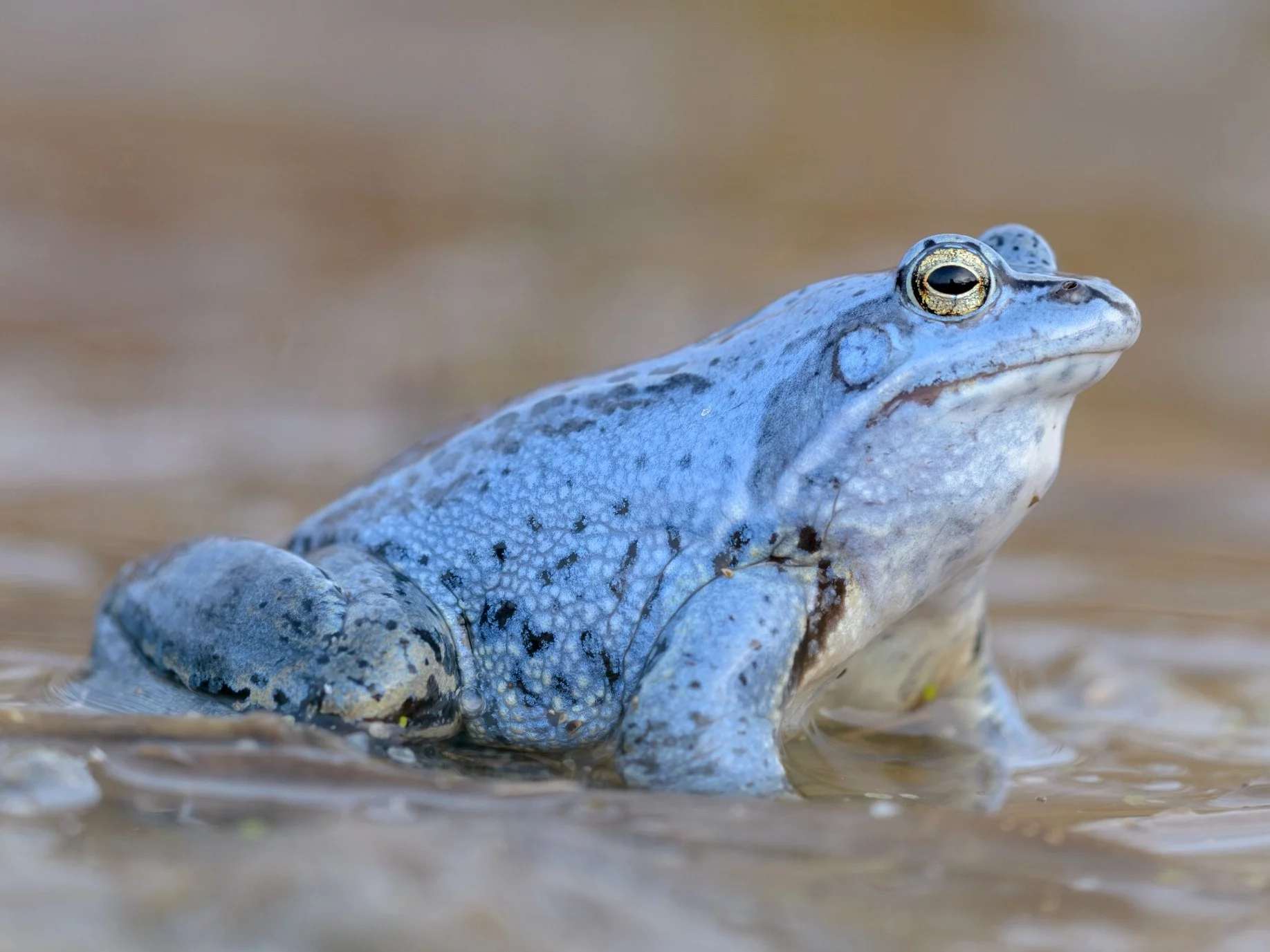 QUIZ językowy dla bystrzaków. Zdobędziesz 10/10?