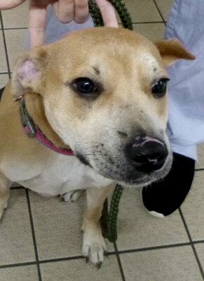 Miniatura: Rany po gaszeniu papierosów i zwichnięte...