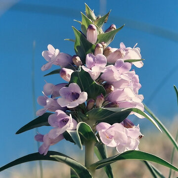 Penstemon haydenni