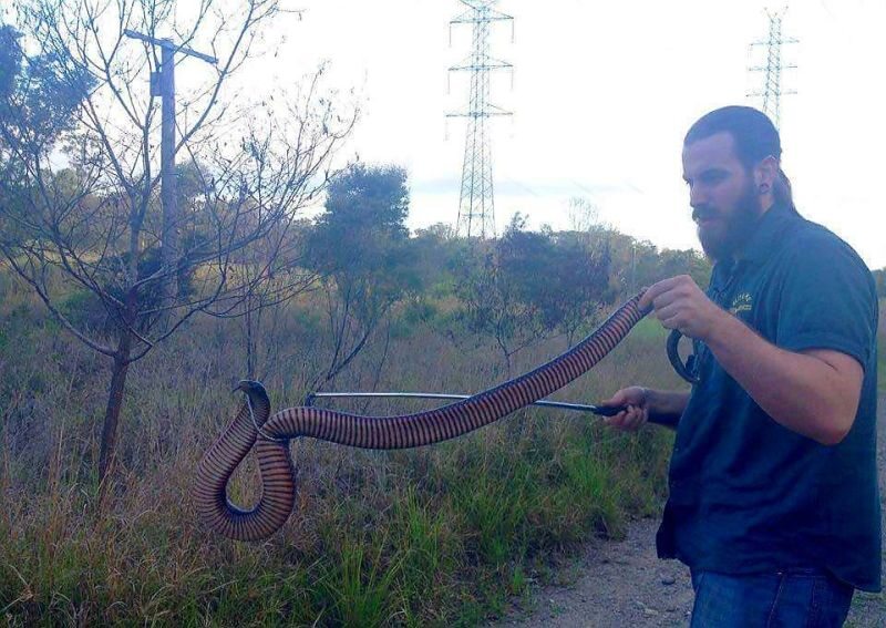 Wąż złapany przez pracowników firmy Brisbane Snake Catchers 