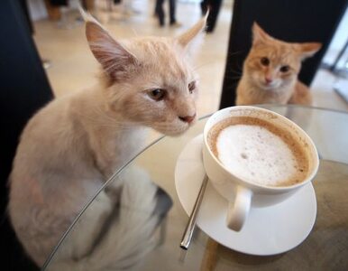 Miniatura: Koty piją kawę i noszą sukienki (galeria)