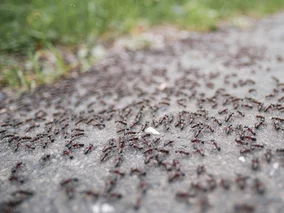 Miniatura: Ten amerykański trik na mrówki podbija...