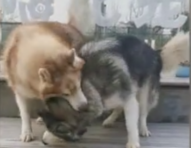 Miniatura: Husky pomógł ślepemu bratu. Wzruszające...
