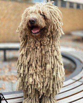 Miniatura: Ten pies wygląda jak mop. Poznajcie...