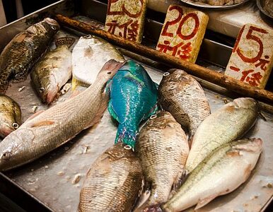 Miniatura: Japońskie ryby skażone radioaktywnym...