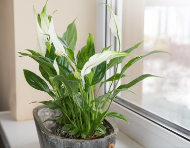 Miniatura: Rozpuść jedną łyżkę tego w szklance, dolej...