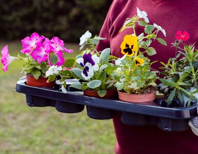 Miniatura: Posadź je kwietniu na balkonie, a sąsiedzi...