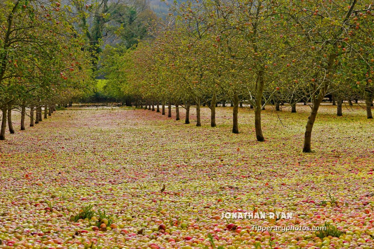 Sad w Clonmel po przejściu huraganu Ophelia 