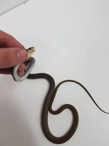 Wąż złapany przez pracowników firmy Brisbane Snake Catchers 