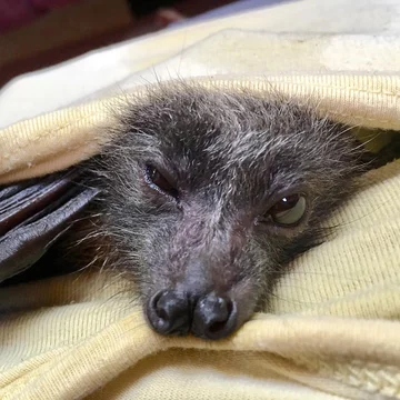 Podopieczni organizacji Bats Queensland 