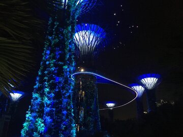 Drzewa w&nbsp;Garden by&nbsp;the Bay