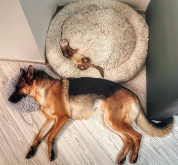 Nova i Pacco 