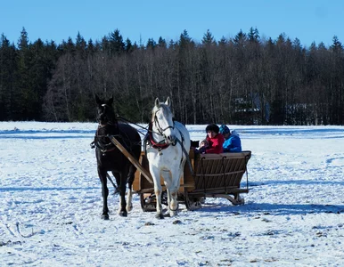 Miniatura: Nietypowe prośby Polaków w czasie ferii....