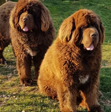 Nowofundlandy w obiektywie włascicieli 