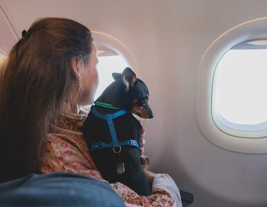 Miniatura: Te linie są najbardziej przyjazne...