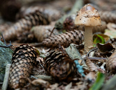 Miniatura: Nazbieraj szyszek i rozsyp pod roślinami....