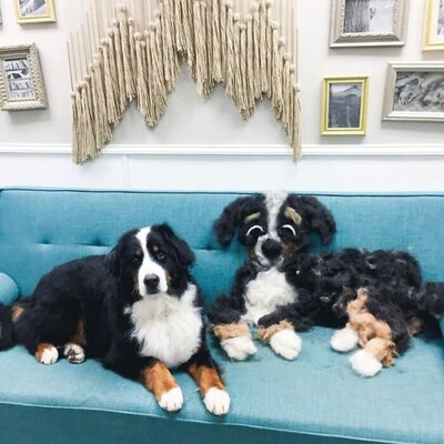 Miniatura: Wiele psów zrzuca sierść. Te zdjęcia to...