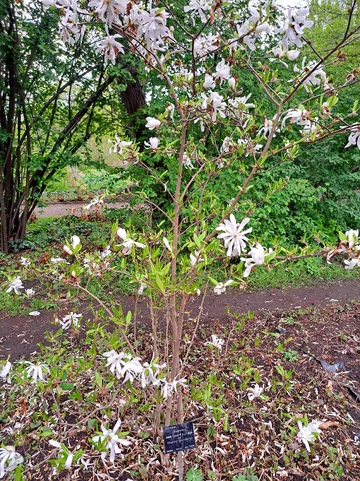 Ogród Botaniczny Uniwersytetu Warszawskiego w Warszawie 