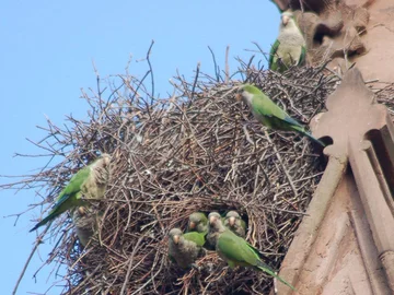 fot. brooklynparrots.com