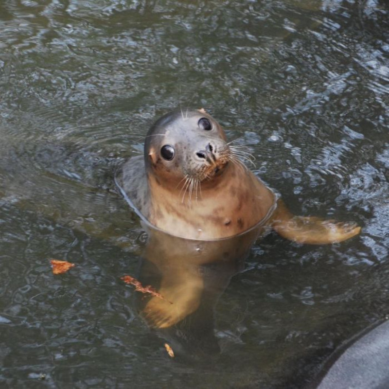 Foka uratowana przez organizację Seal Rescue Ireland 