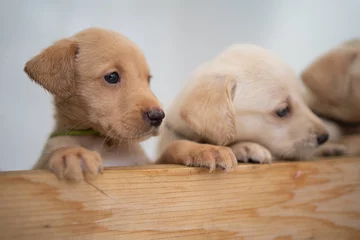 Suczka Bella urodziła 14 labradorów 