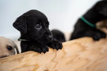 Suczka Bella urodziła 14 labradorów 