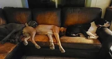 Psia drzemka w nietypowej pozycji 