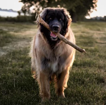 Leonberger Evi 