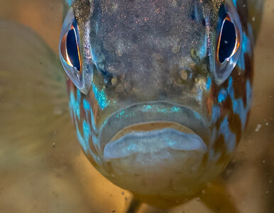 Miniatura: O mały włos, a rekordu by nie było....