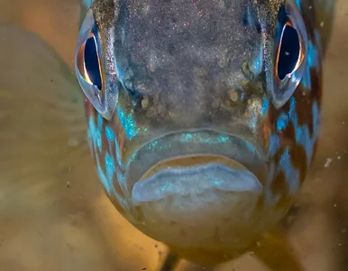 Miniatura: O mały włos, a rekordu by nie było....