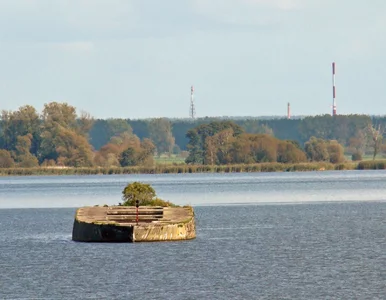 Miniatura: Martwe mewy na słynnym wraku w Polsce....