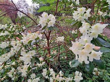 Ogród Botaniczny Uniwersytetu Warszawskiego w Warszawie 