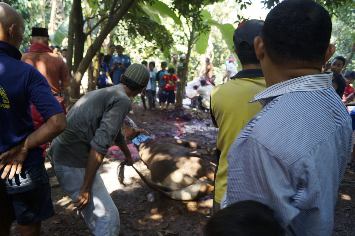 Święto Ofiarowania. Krwawa ceremonia w Indonezji 