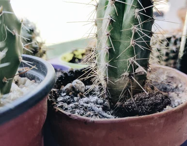 Miniatura: W doniczce pojawiła się pleśń? To, co...