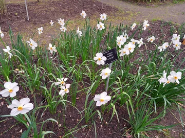 Ogród Botaniczny Uniwersytetu Warszawskiego w Warszawie 