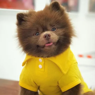 Pomeranian Bertie 